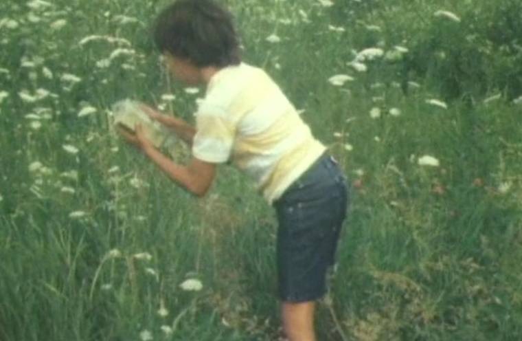 Everlasting Daisies