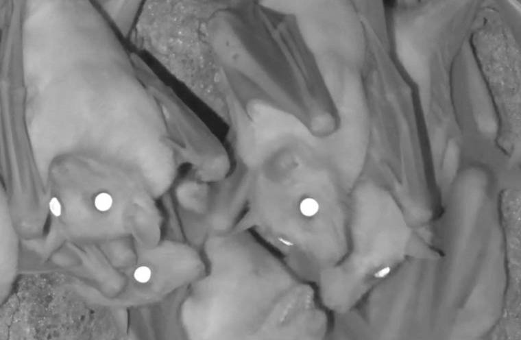 LES ANIMAUX MAGNÉTIQUES