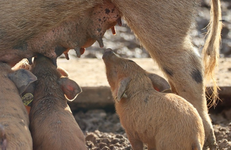 Pata Negra